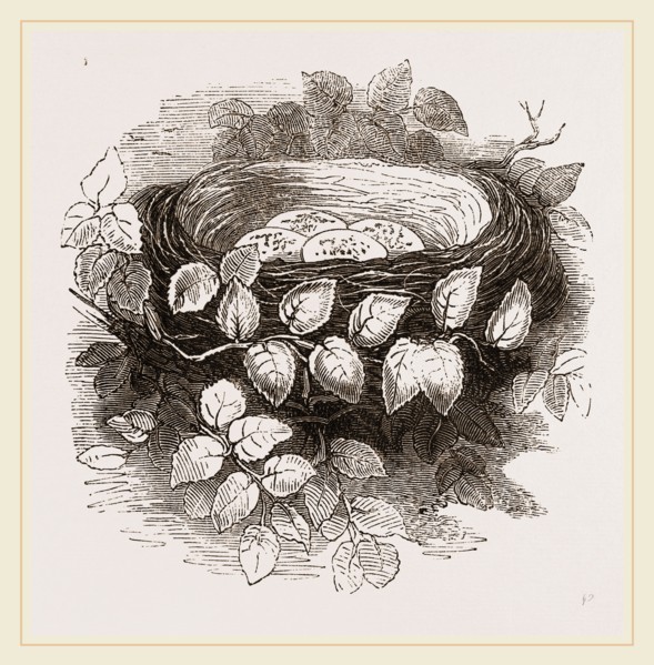 Nest of Wood-Swallow