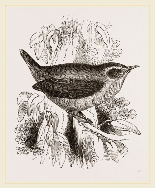 Common Wren
