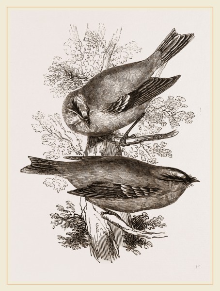 Gold-Crests
