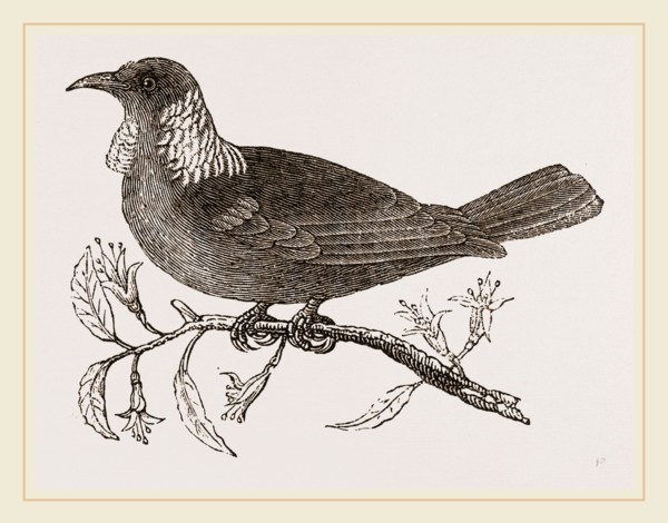 Poe Bird