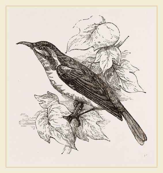 Javanese Sun-bird