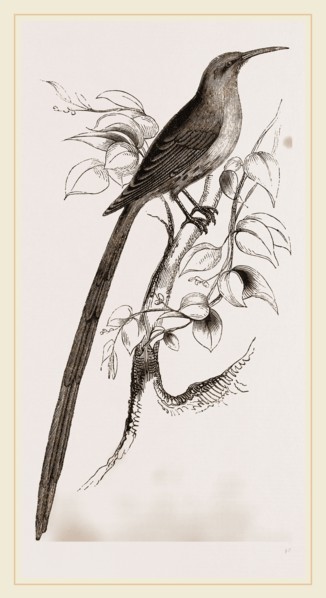 Red-billed Promerops