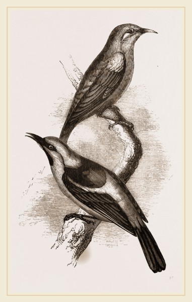 Blue-headed Honeysuckers