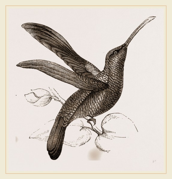 Sickle-winged Humming-bird