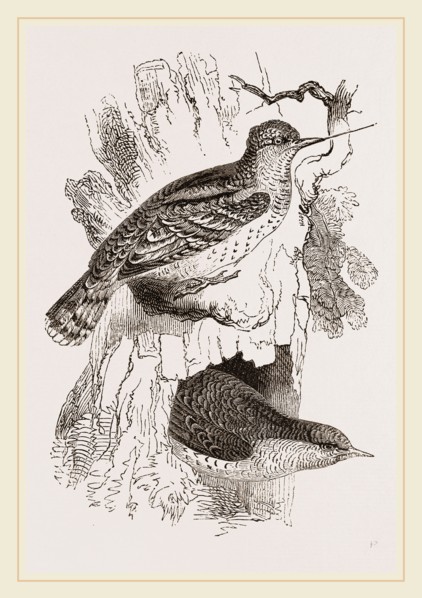 Wrynecks