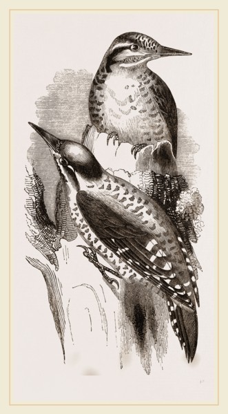 Three-toed Woodpeckers