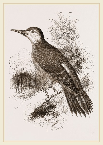 Chilian Woodpecker