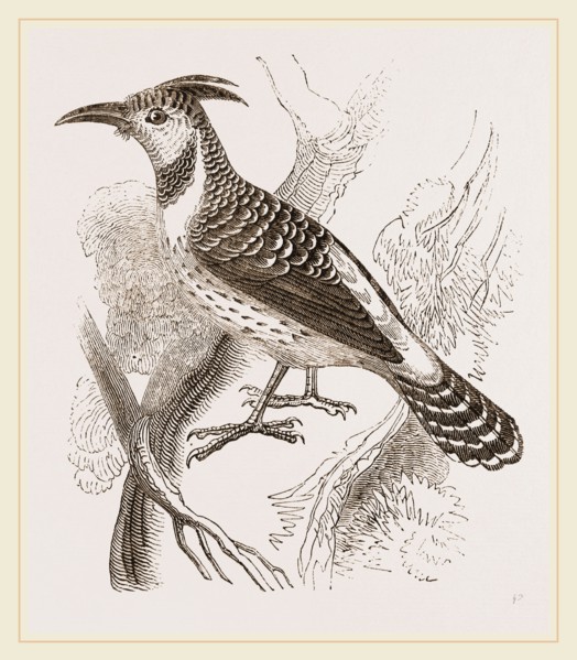 Caffre Woodpecker