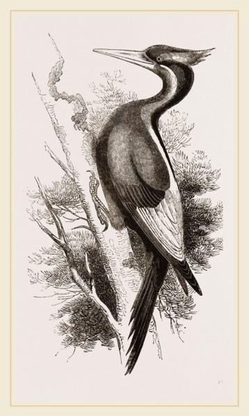 Ivory-billed Woodpecker