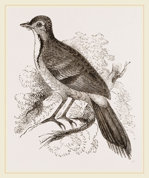 Spine-tailed Orthonyx  male