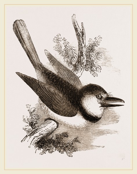 Great-billed Puff-Bird