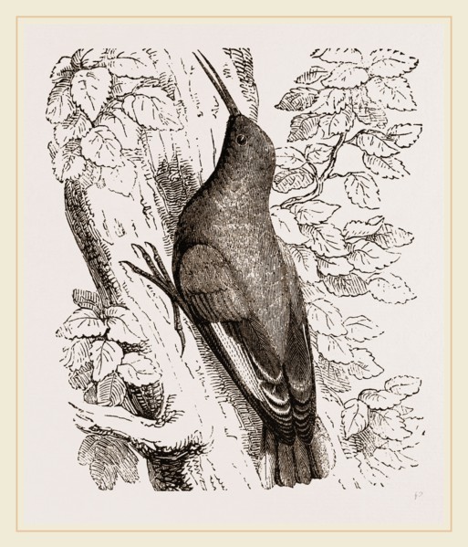 Wall-Creeper