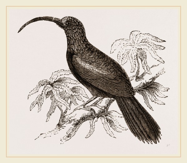 Curve-billed Creeper
