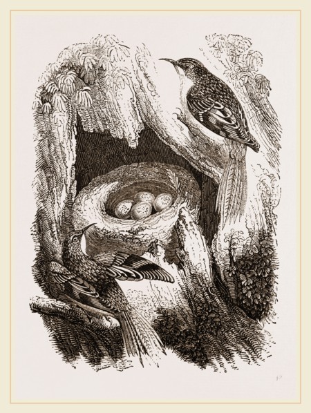 Creepers and Nest
