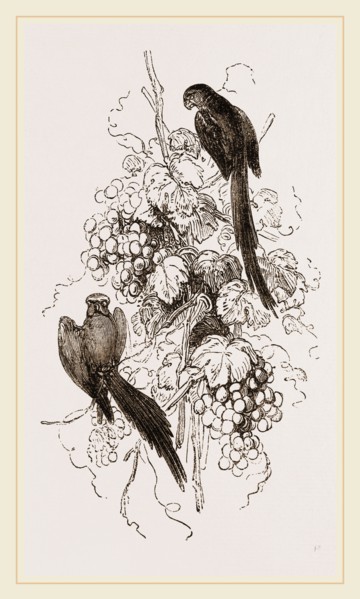 Rose-tinged Parrakeets