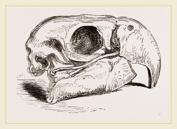 Skull of Macaw
