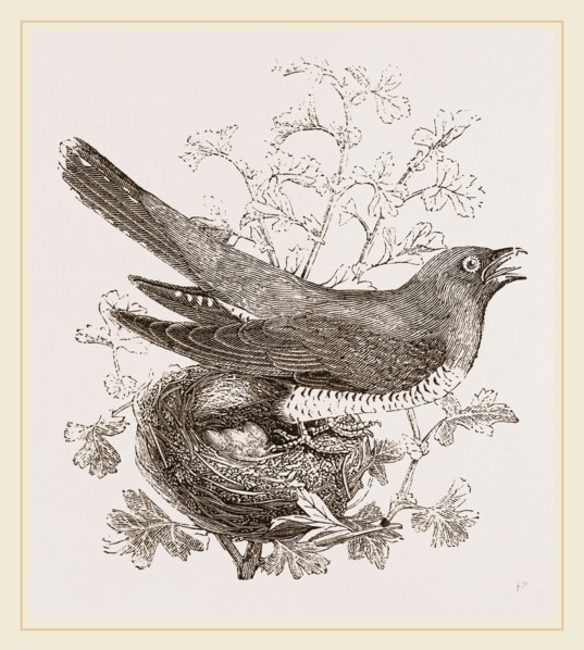 Cuckoo and Nest