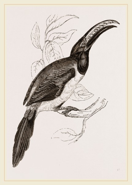 Humboldt's Aracari