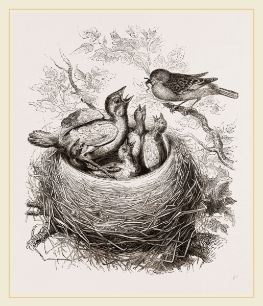 Cuckoo in Hedge-Sparrow's Nest