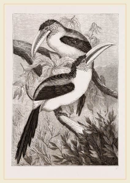 Curl-crested Aracaris