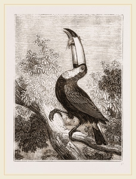 Toco Toucan