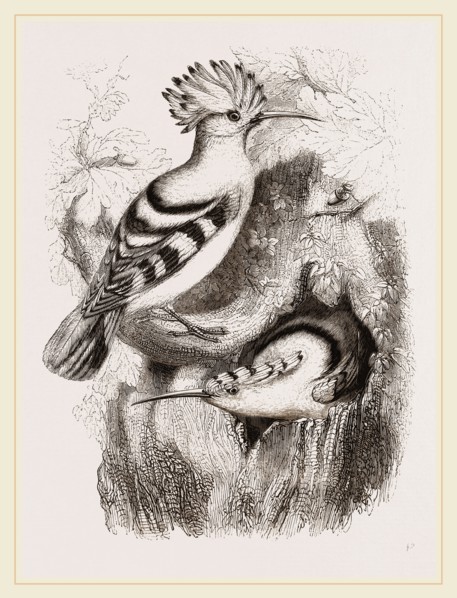 Hoopoes