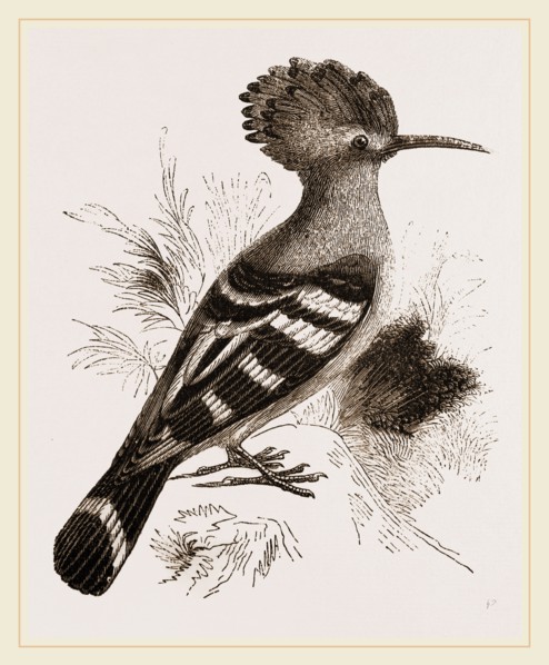 Hoopoe