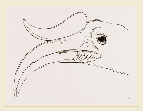 Head of Rhinoceros Hornbill