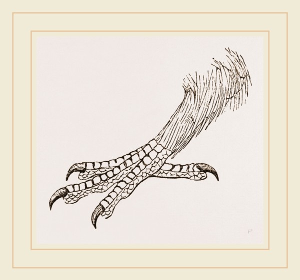 Foot of Rhinoceros Hornbill
