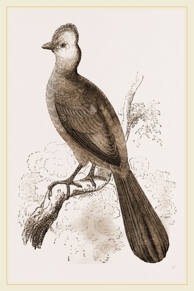 Fire-crested Touraco