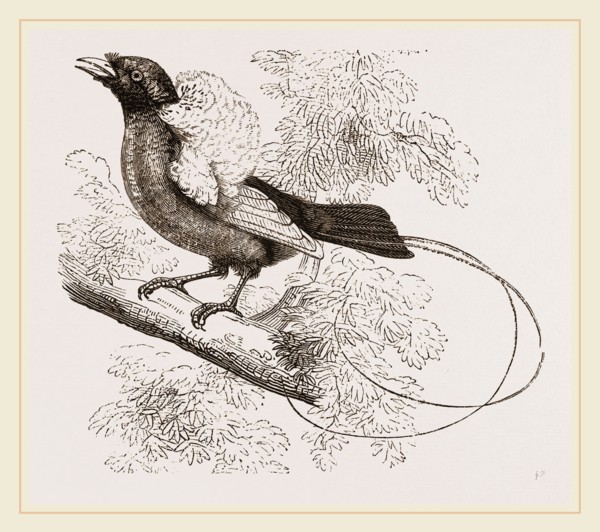 Bird of Paradise