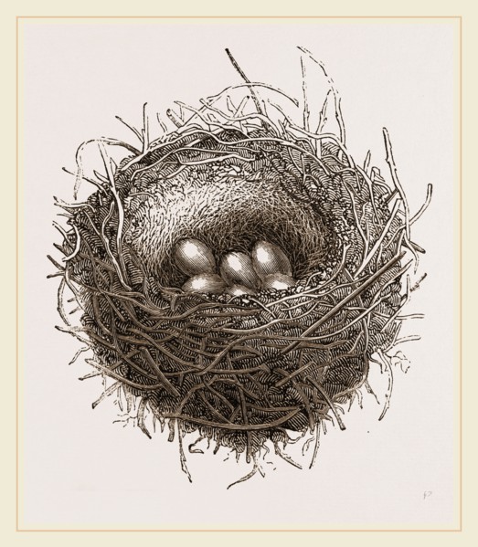 Nest of European Jay