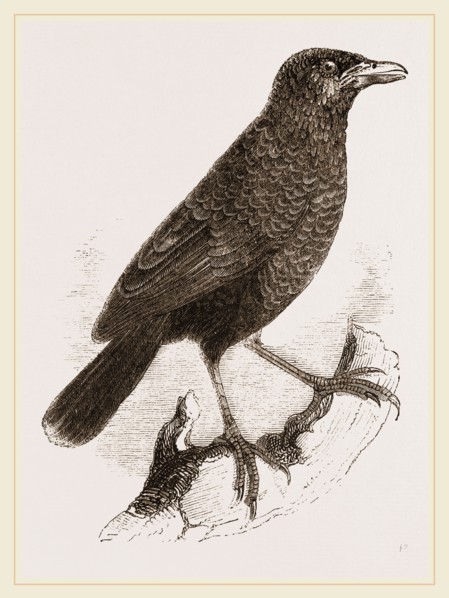 Yellow-billed Myophone