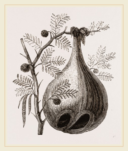Nest of Baya Sparrow