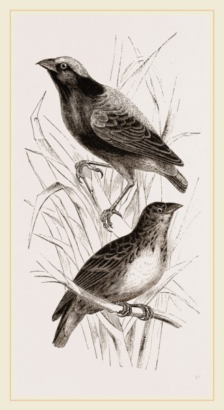 Taha Weaver Birds