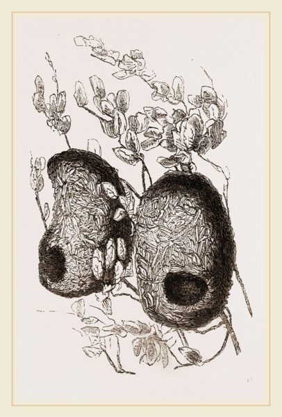 Nests of Yellow-headed Weaver-Birds