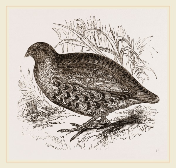 Partridge