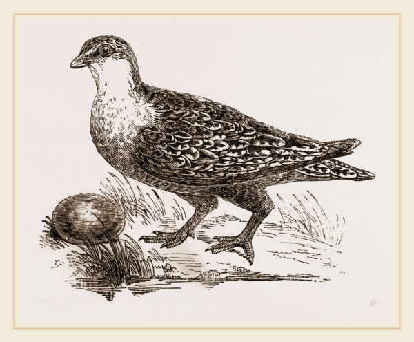 Throat banded Sand Grouse female