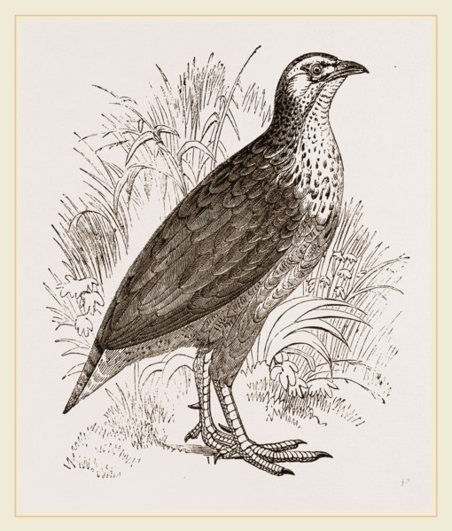 Pileated Francolin