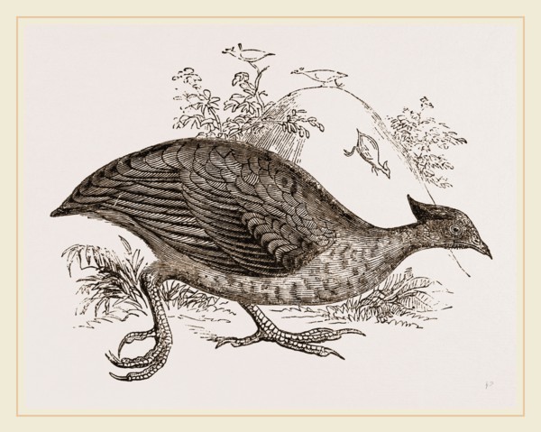 Mound making Megapode
