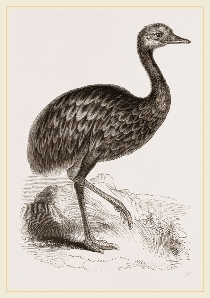 Darwin's Rhea