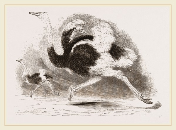 Ostriches