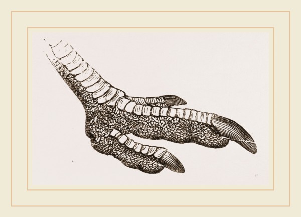 Foot of Rhea