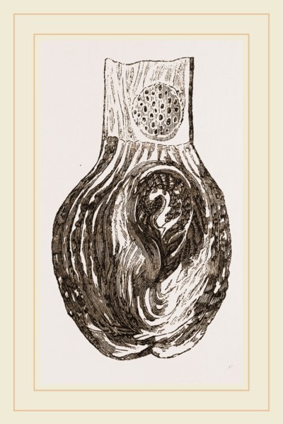 Stomach of Nanclu