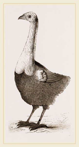 Le Solitaire from Leguat