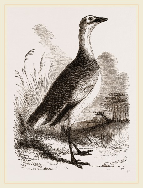 Great Bustard Female