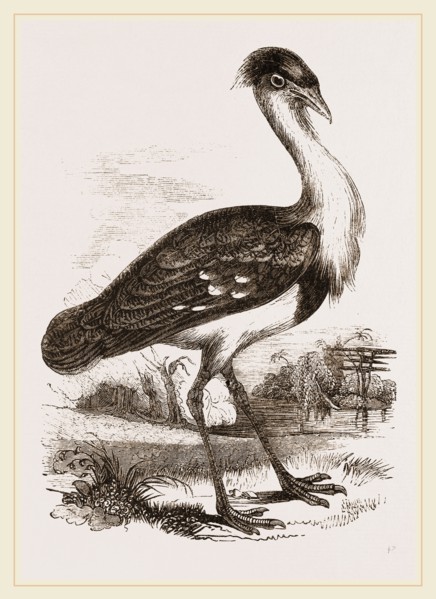 Black-headed Bustard