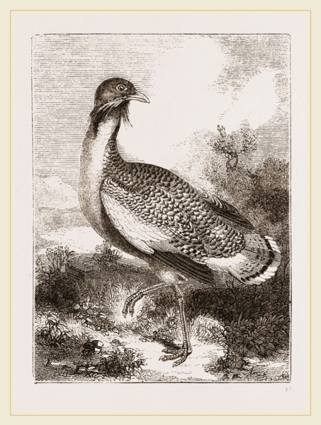 Great Bustard