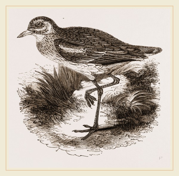 Common Thick-knee