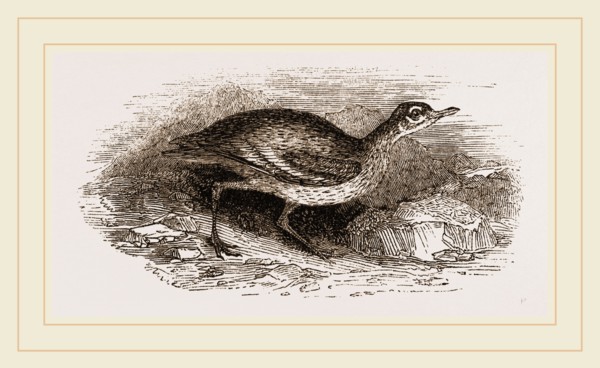 Commen Thick-knee